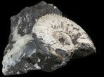 Wide Kosmoceras Ammonite - England #42659-1